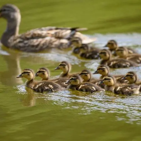 Single-story By The Pond No 1